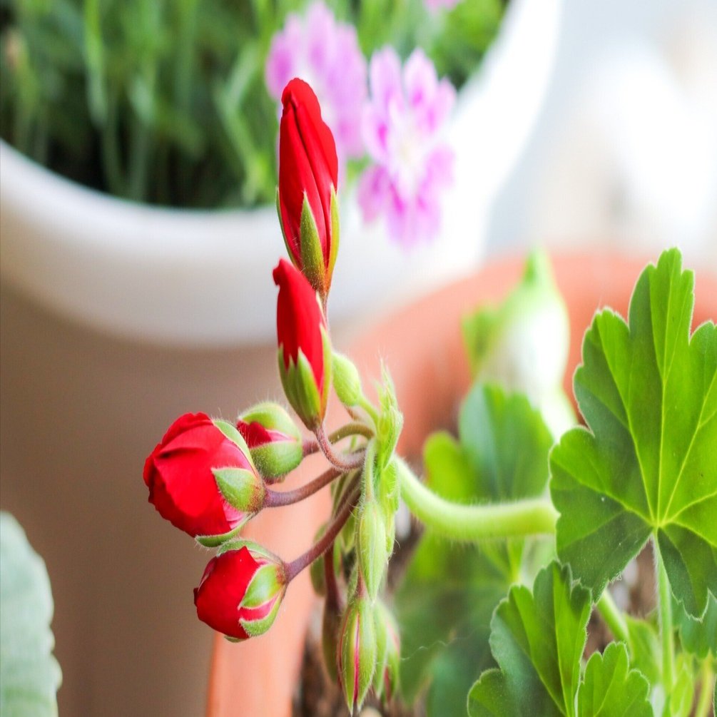 明日が楽しみになる「つぼみ」の魅力｜Jasmin