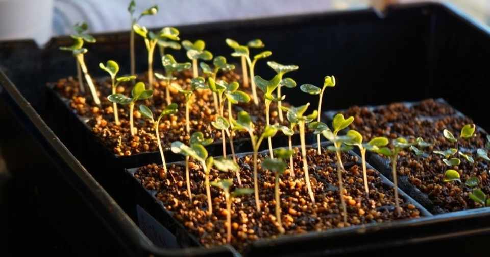 ハボタンの育苗 発芽 ゆかこ Note