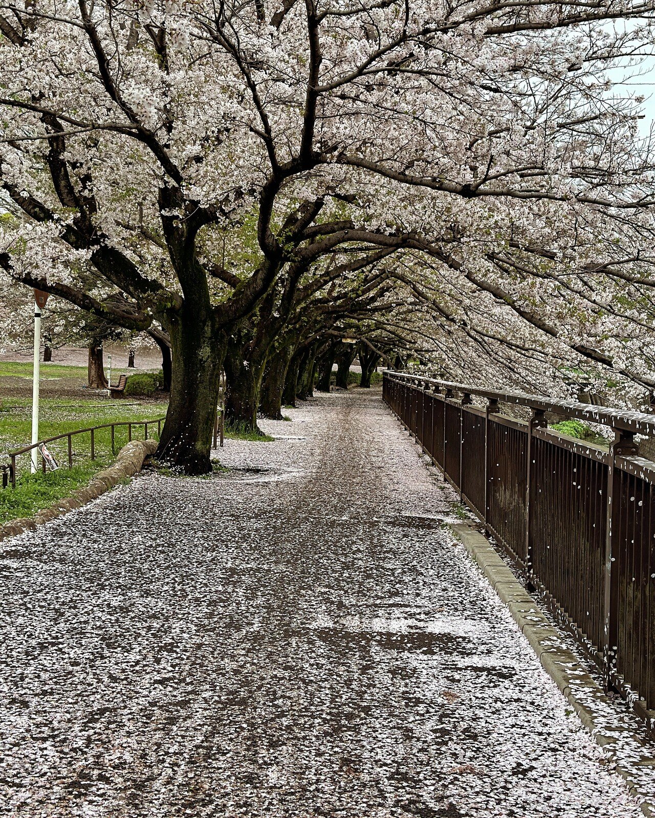 4月に撮った写真の中から、お気に入りの1枚を。 雨上がりの道は