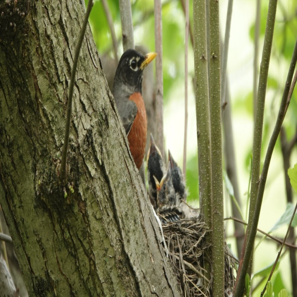 NYx自然】渡り鳥チャレンジ、ロビンの子育て、面白い鳥｜とみー＠NY