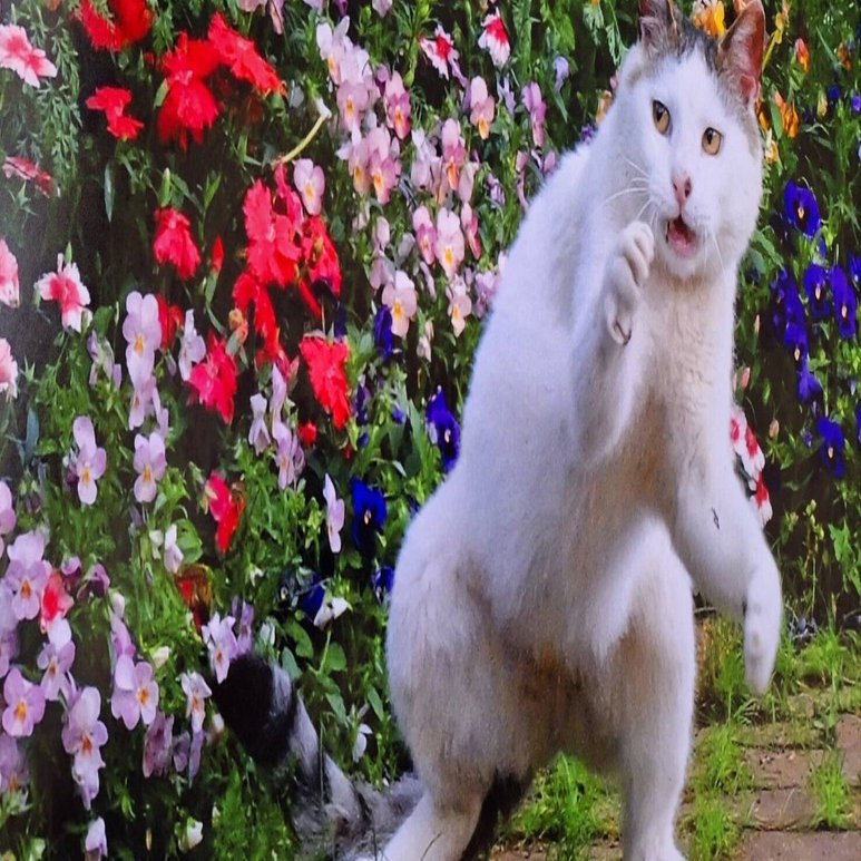 まるで歌舞伎のワンシーン」「北斎みがある」日本らしさがにじみ出る猫