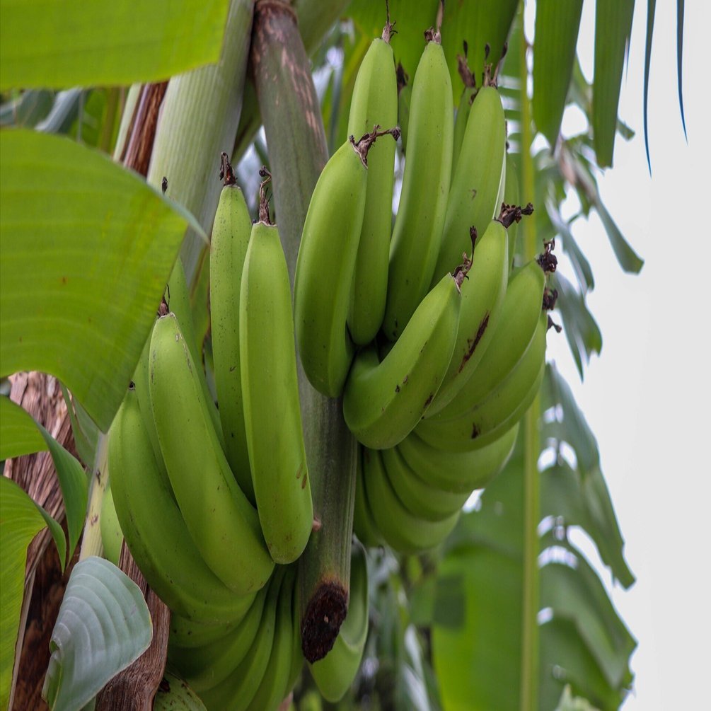 耐寒性バナナを我が家のベランダ果樹園に迎えました！候補と購入した