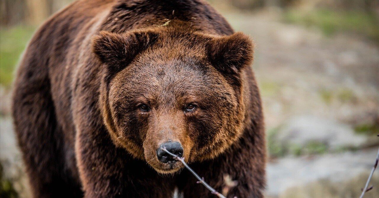 OSO18は本当に凶悪犯？人間中心主義から「動物の視点」へ（アニマル