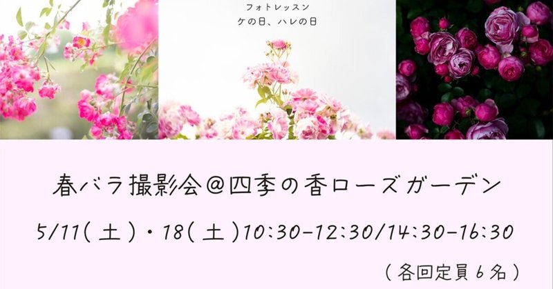 【日程追加】春バラ撮影会＠四季の香ローズガーデン
