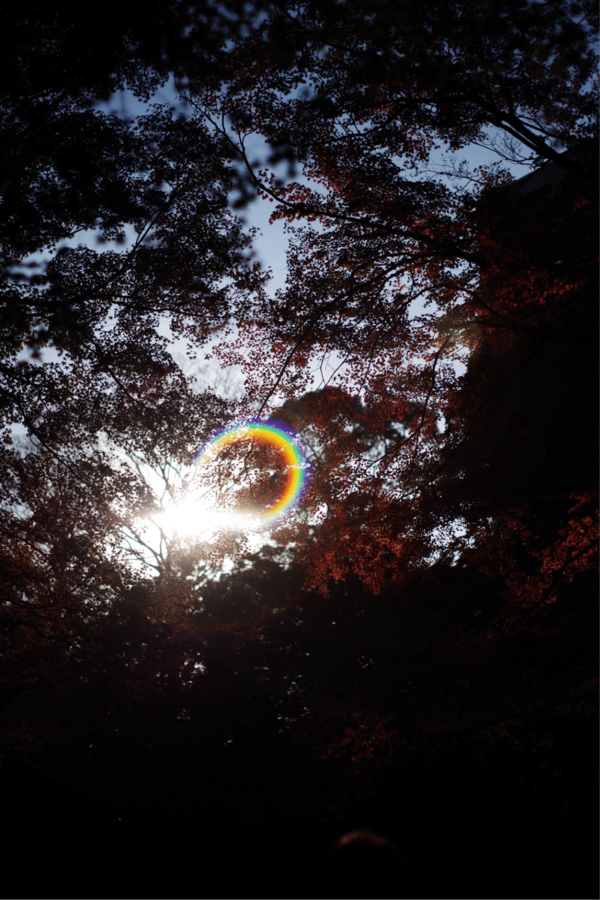 単焦点レンズと虹色フレア🌈と写真と私｜Aki Yamaki