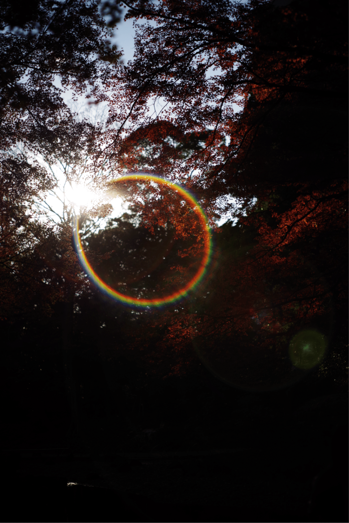 【虹色美フレア】PENTAX Super Takumar 55mm f1.8 単焦点レンズと虹色フレア🌈と写真と私｜Aki Yamaki