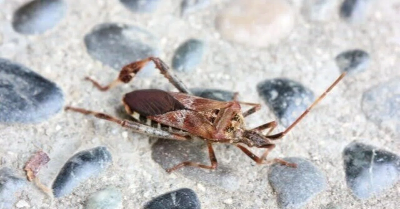 スタッフがカメムシ3種の匂いを嗅いでみた！｜竜洋昆虫自然観察公園