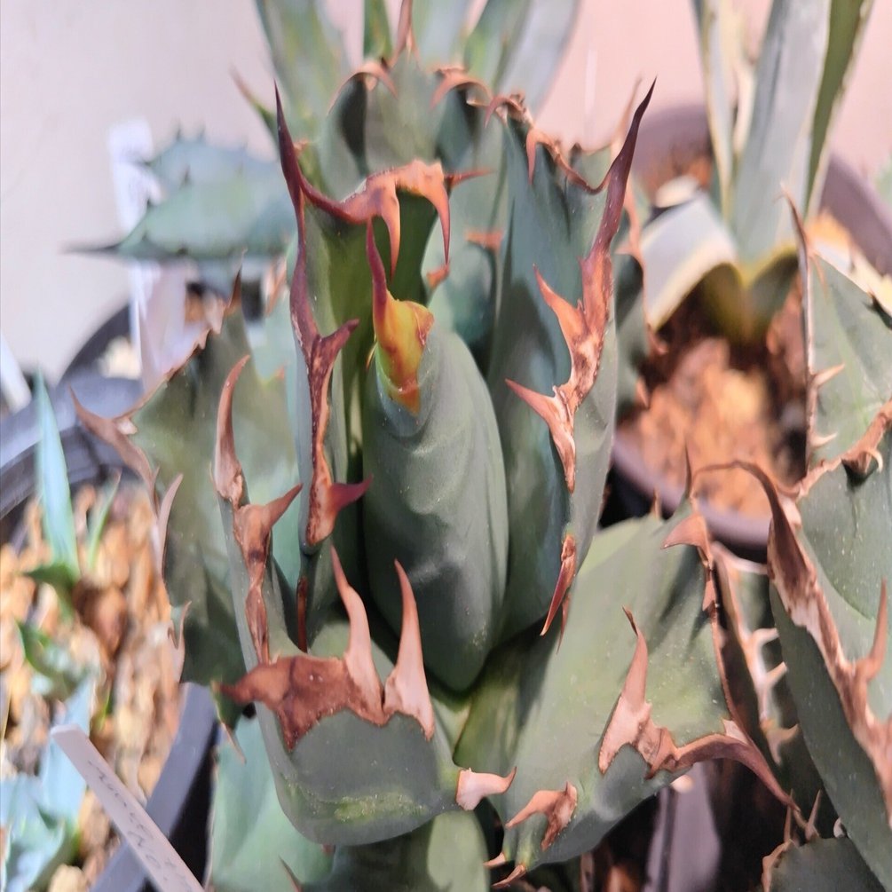 めんたい国民だけどどんたく行かずにアガベを買う。｜鰯野つみれ