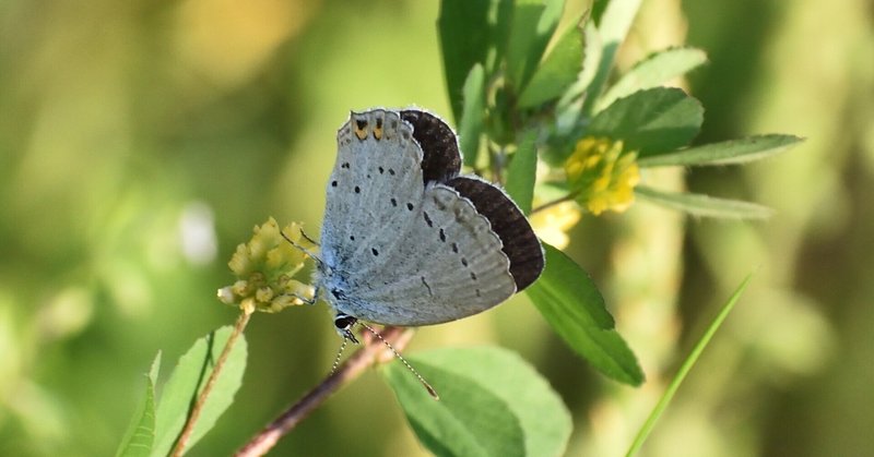 播磨の昆虫：シジミチョウ科3種とハナアブ科1種