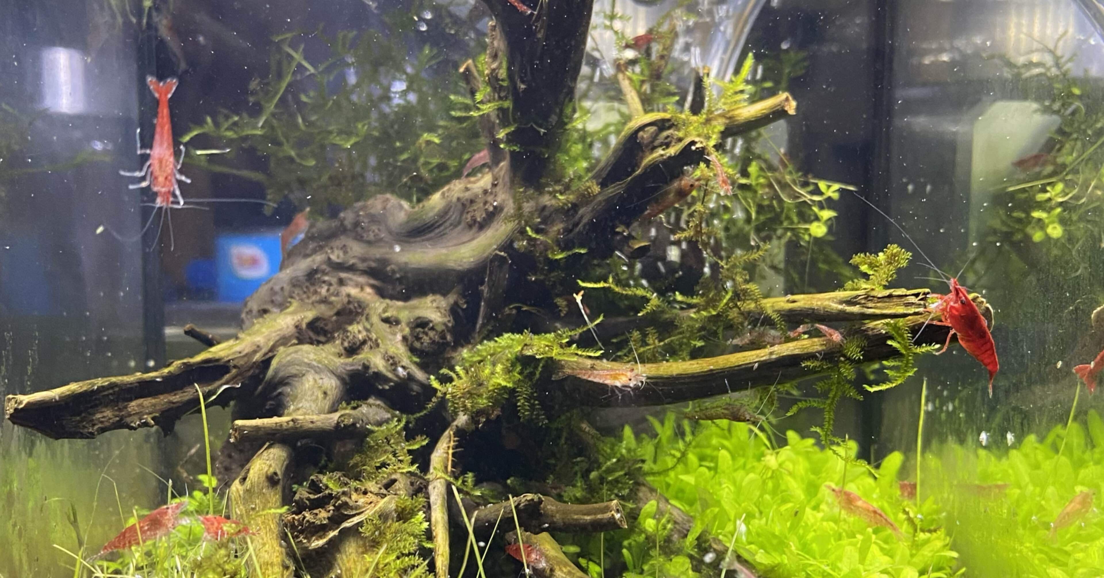 誰でも簡単アクアリウム 定期的なリセット！｜バージルGO