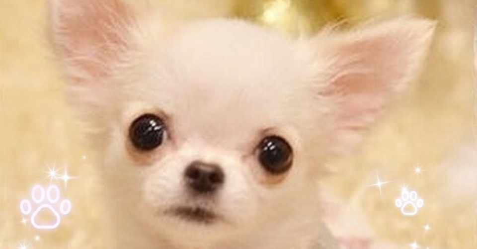 犬のリードの引っ張り癖を直すリラックス歩行の方法 田中愛子 ドッグトレーナー Note