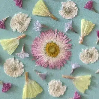 🌸🌷🌼Yuko🌸🌷🌼