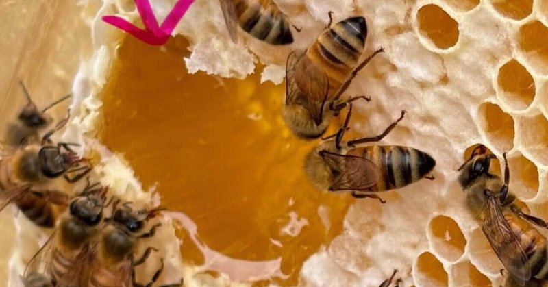 【3-9】養蜂体験とみつばちの分蜂(～782日目)
