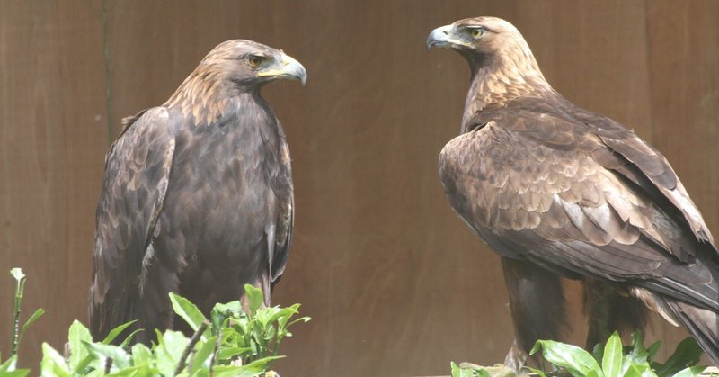新たな挑戦へ ニホンイヌワシの飼育環境改善と保全への第一歩｜「ZOOMO STORY」