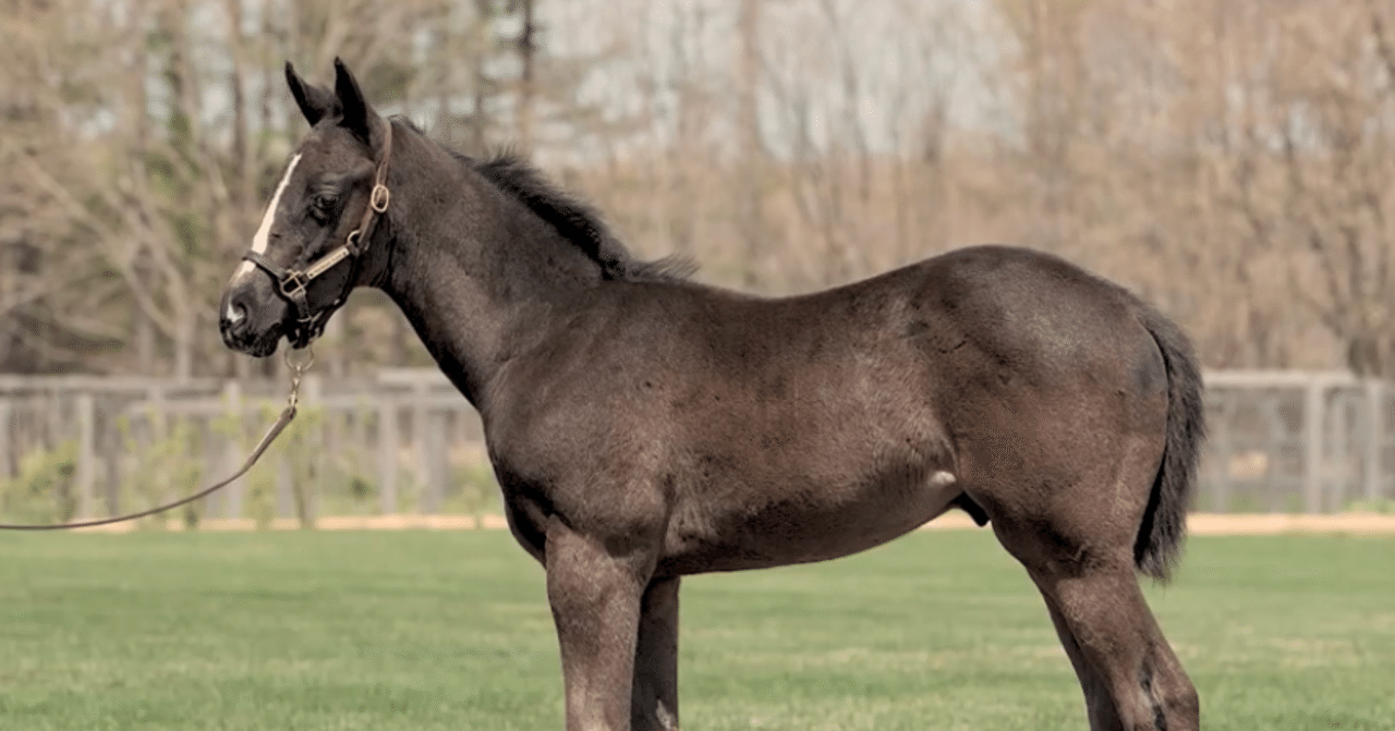 血統ニワカはもう卒業！みんなで血統勉強会！！（サンデーサイレンス編