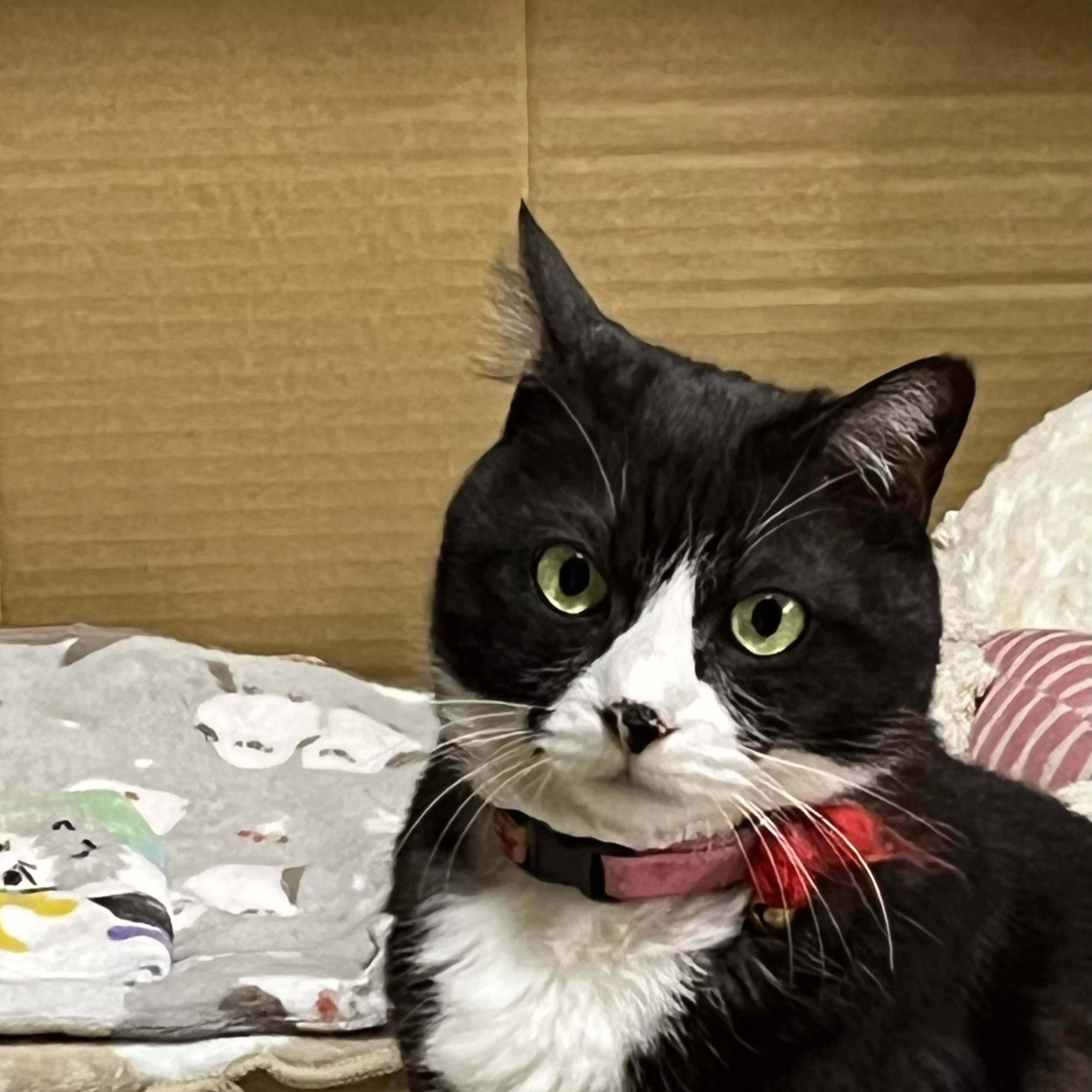 三毛猫みるく