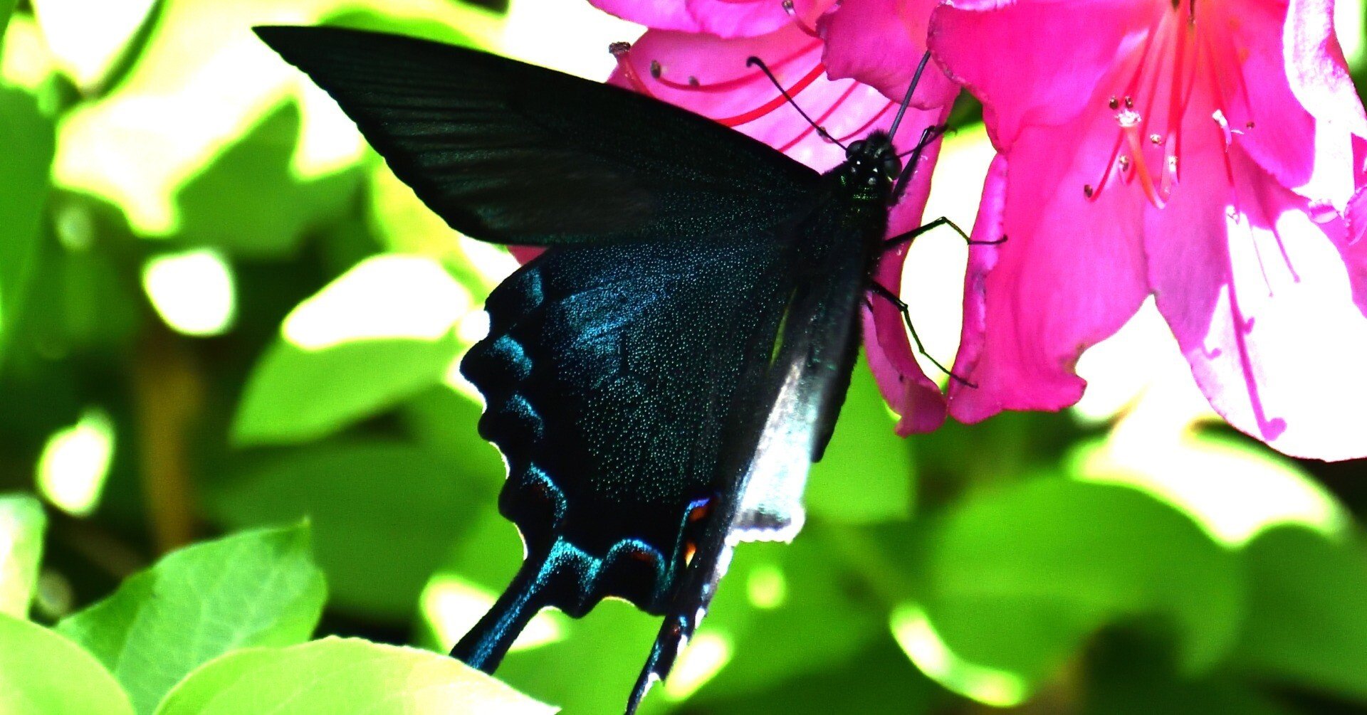 d4ba777acfd24d29a907b273d114c3