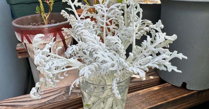 シロタエギク(白妙菊)の挿し木🌱秋の寄せ植えのために