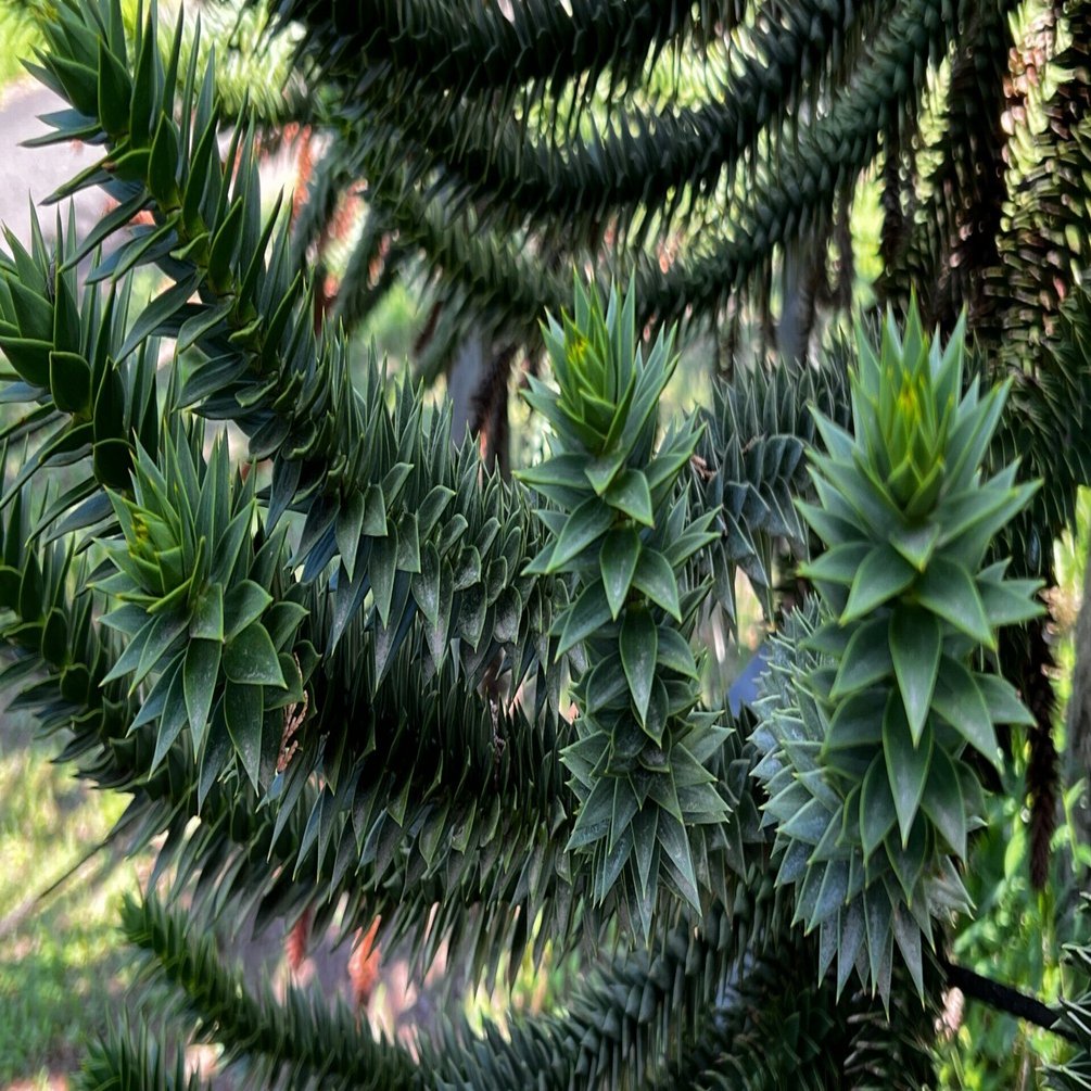 変わり花・実・葉⑦｜日本花卉文化株式会社
