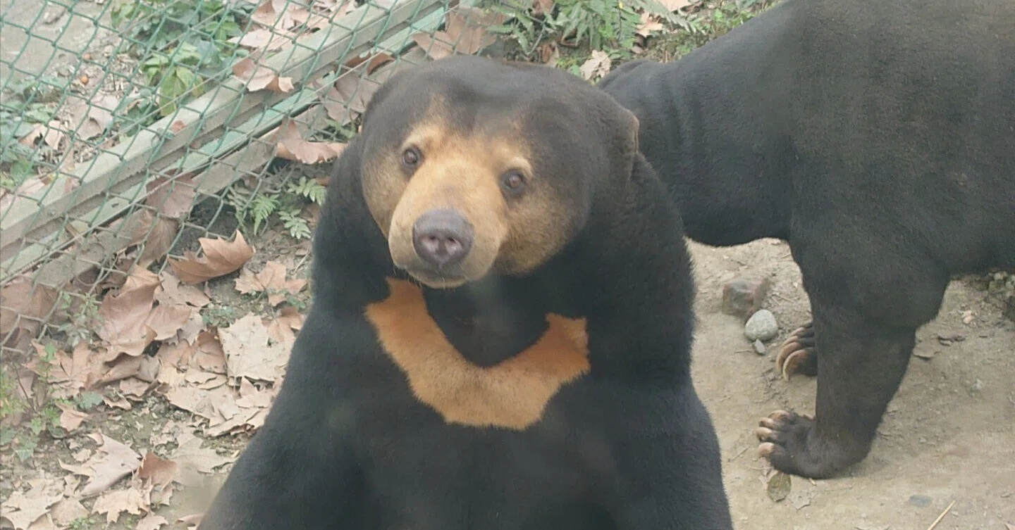 成都動物園│クマ🐻｜meguxiang