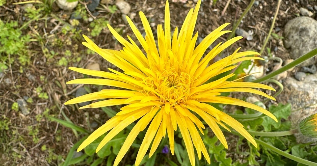 たんぽぽばなな 2024/4/29 浜名区で見つけたもの #たんぽぽ #花びらが長いたんぽぽ