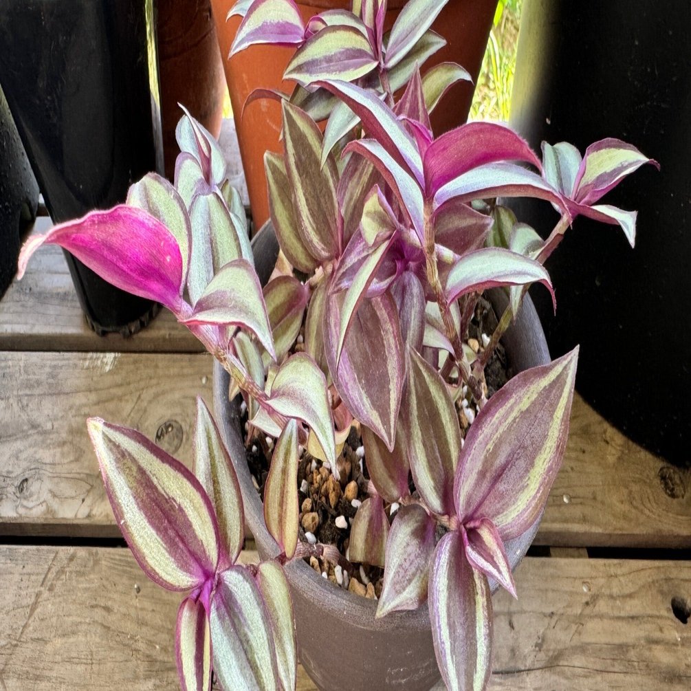 トラディスカンチア 挿し木用・カット枝 1本 観葉植物 挿し芽で増やし