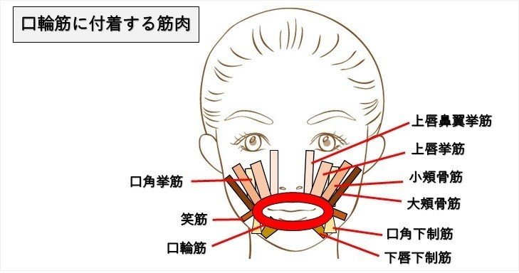 鼻下 人中 を短くする鼻唇角強化体操のやり方２選 Revisionginza Note
