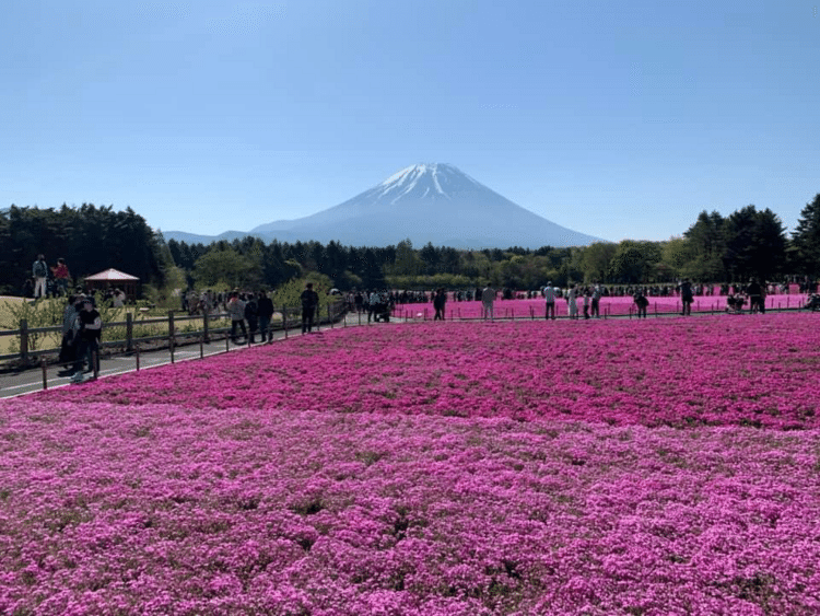 2023年。富士本栖湖リゾートに行って芝桜を見て来ました。