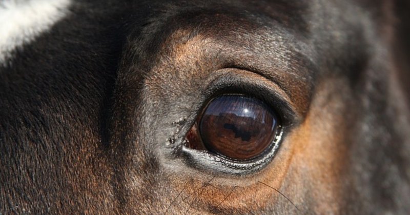 馬の瞳