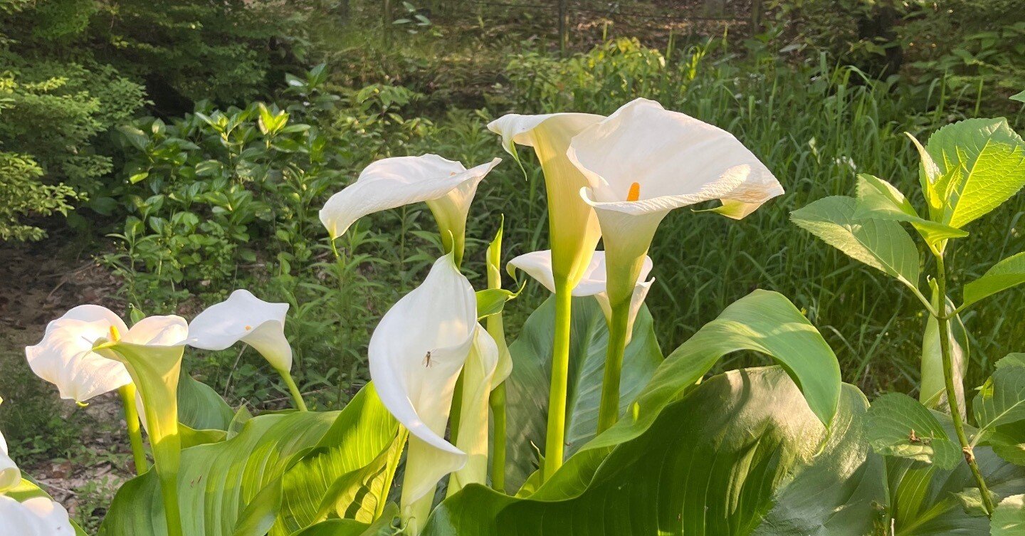 白花緑陰 優雅な縦ラインの白い花｜くーみん(ku-min)