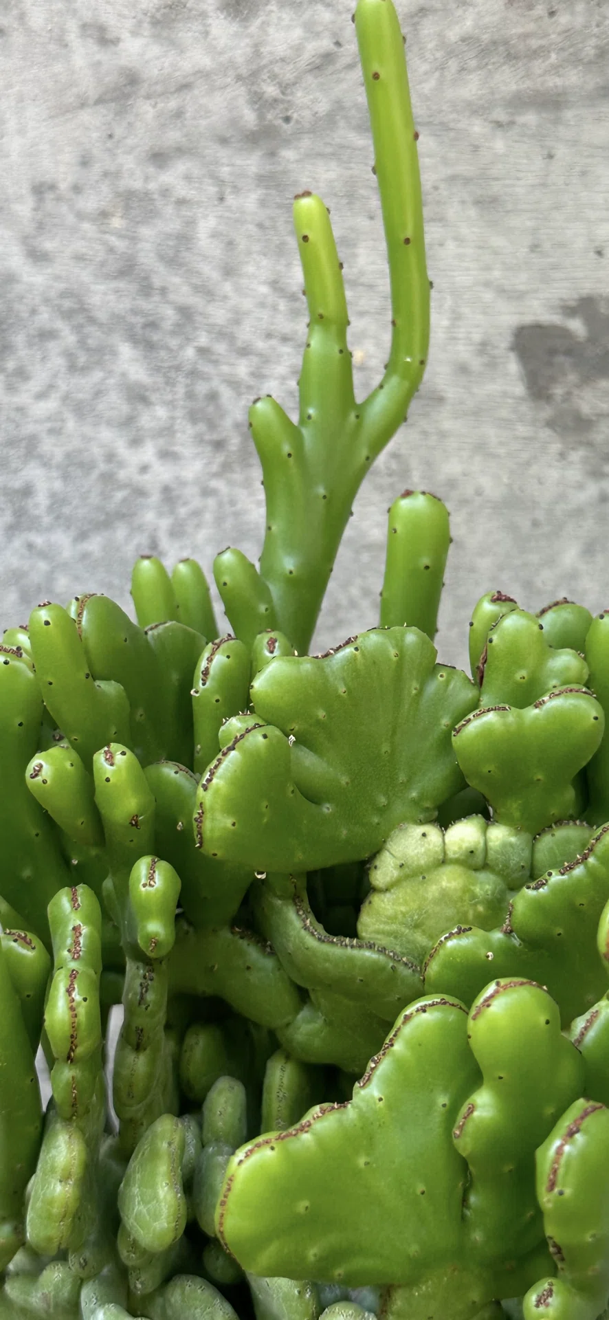 EUPHORBIA ONCOCLADA｜EGGSEED