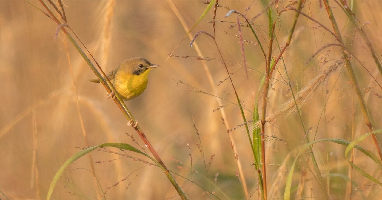 シカゴでバードウォッチング！】 Common Yellowthroat ｜ローリー