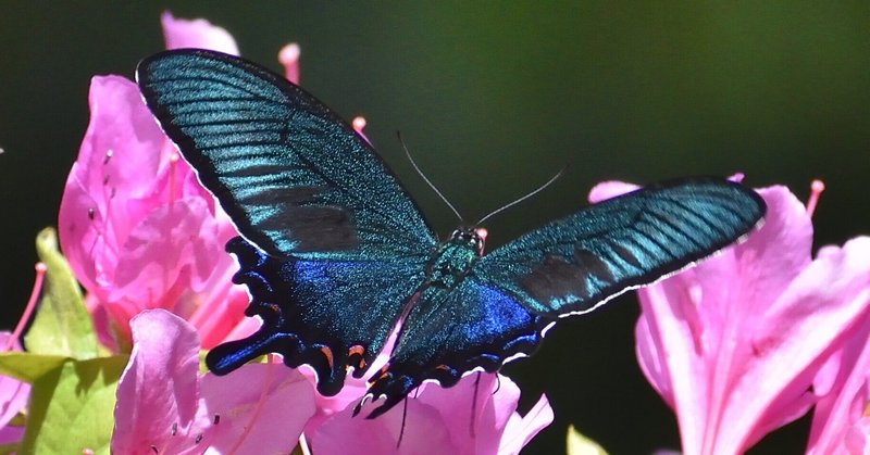 播磨の生き物：里山の蝶類