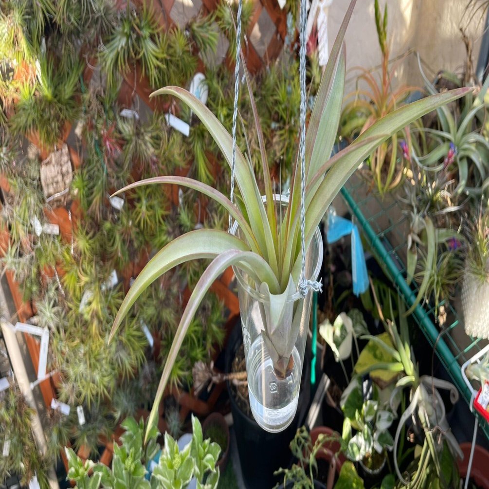 チランジア巨大化実験｜本田み。 希少 チランジア ゲミニフローラ 石化