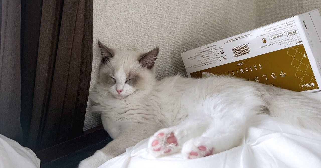 新しいRinoのリーフレット