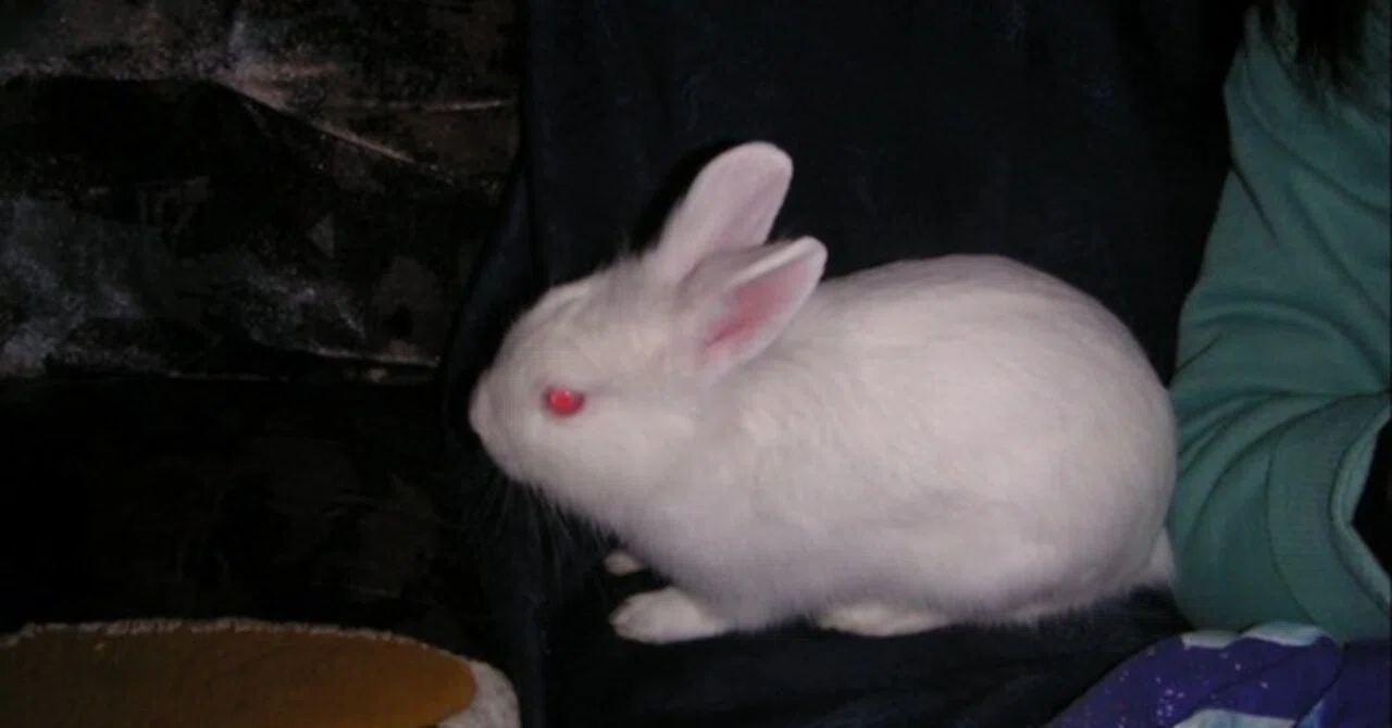 私がウサギを飼い始めたわけ｜たむらしろうさぎ