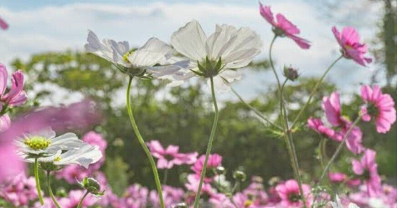 幸せを許可してあげよう|__nature_ray