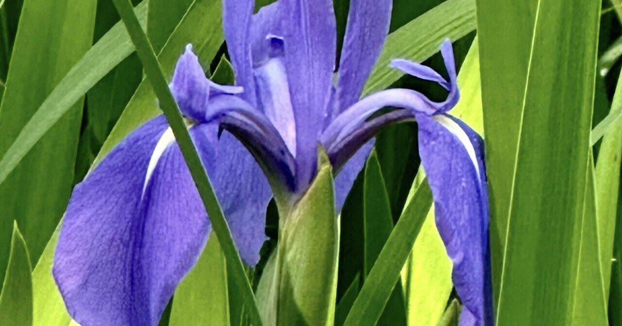 燕子花｜EGGSEED