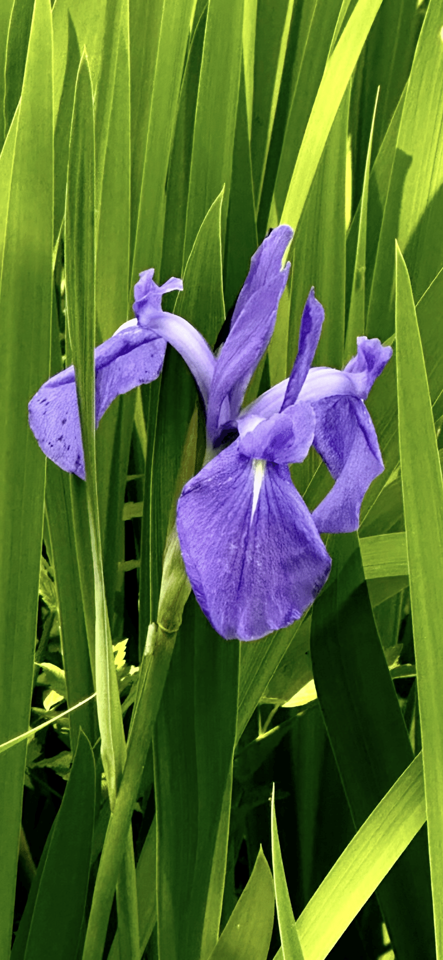 燕子花｜EGGSEED