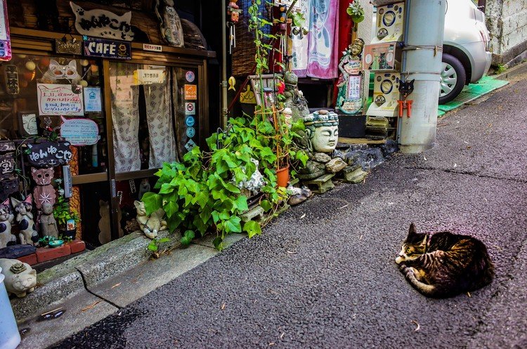 @ Yanaka, Tokyo.