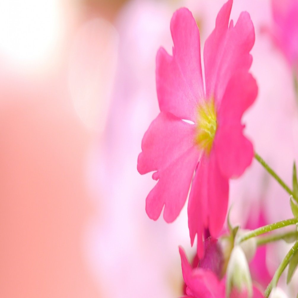 GS3】琉夏と琥一を語る - さよならジュリエット【ネタバレあり】｜リイヌ