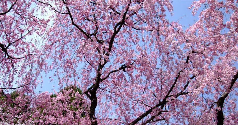 思い出の中の桜