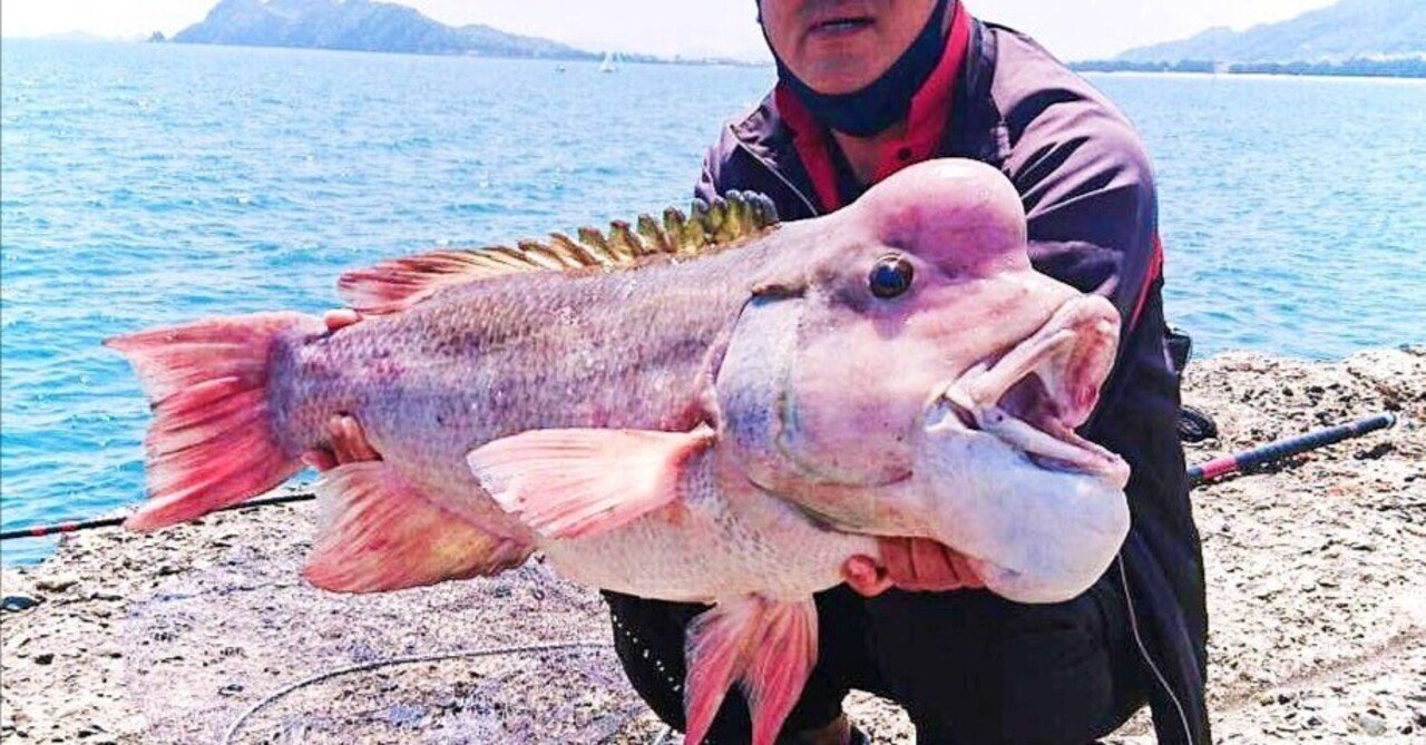 伝統釣法かぶせ釣り其の8（2151文字）｜ヤマト海