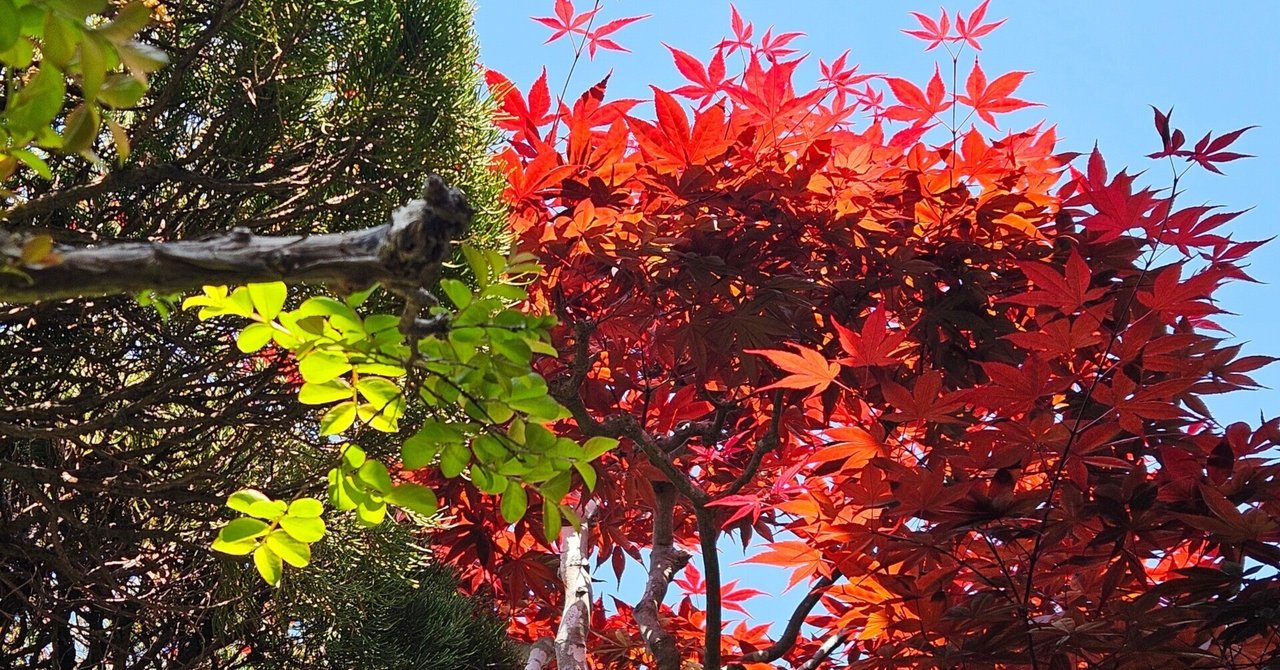 雑木・盆栽 】 小品盆栽 ミニ盆栽 太幹 盆栽素材 『 山もみじ( 紅葉 雑木・盆栽 】 小品盆栽 ミニ盆栽 太幹 盆栽素材 『 山もみじ( 紅葉