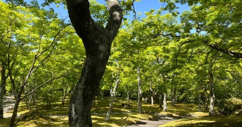箱根旅行　二日目　大平台散策と箱根美術館
