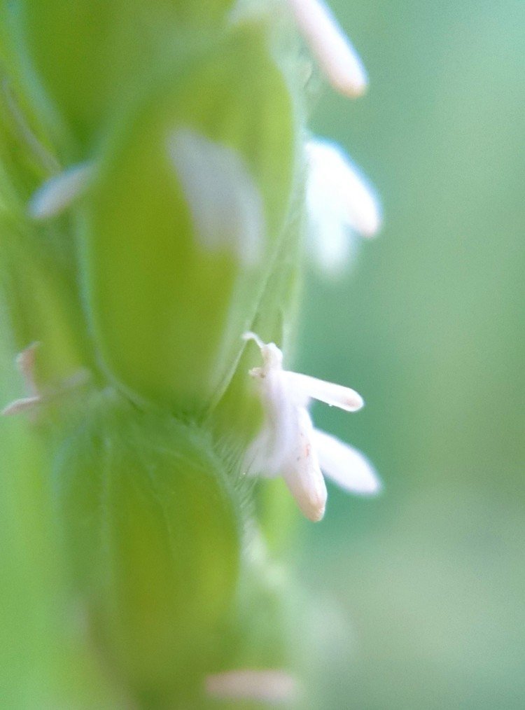 稲の花の花言葉は神聖 の新着タグ記事一覧 Note つくる つながる とどける 稲の花の花言葉は神聖 の新着タグ記事一覧 Note つくる つながる とどける