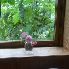 ５月６日（月）連休最後の日。山鳩たち、フルーツサンド、いい匂いの花。