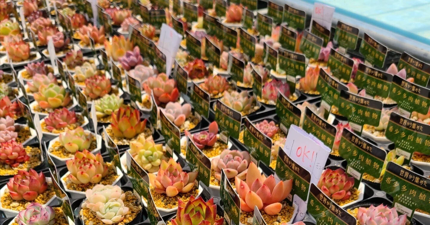 エケベリアを美しく紅葉させるコツと「おすすめ10品種」｜midoritoridori