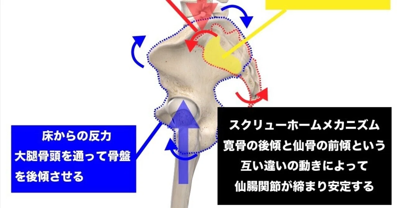 仙腸関節の可動域と歩行時の仙腸関節の機能｜西村 公典