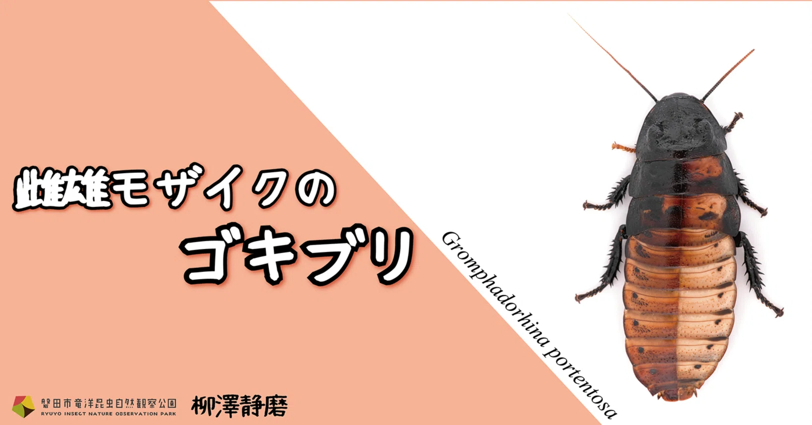 ゴキブリ オスメス